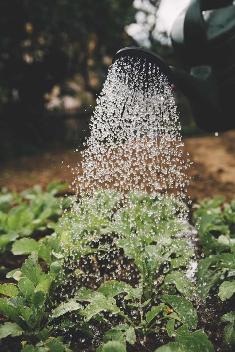 Garden Green Horticulture Service In Gurgaon   